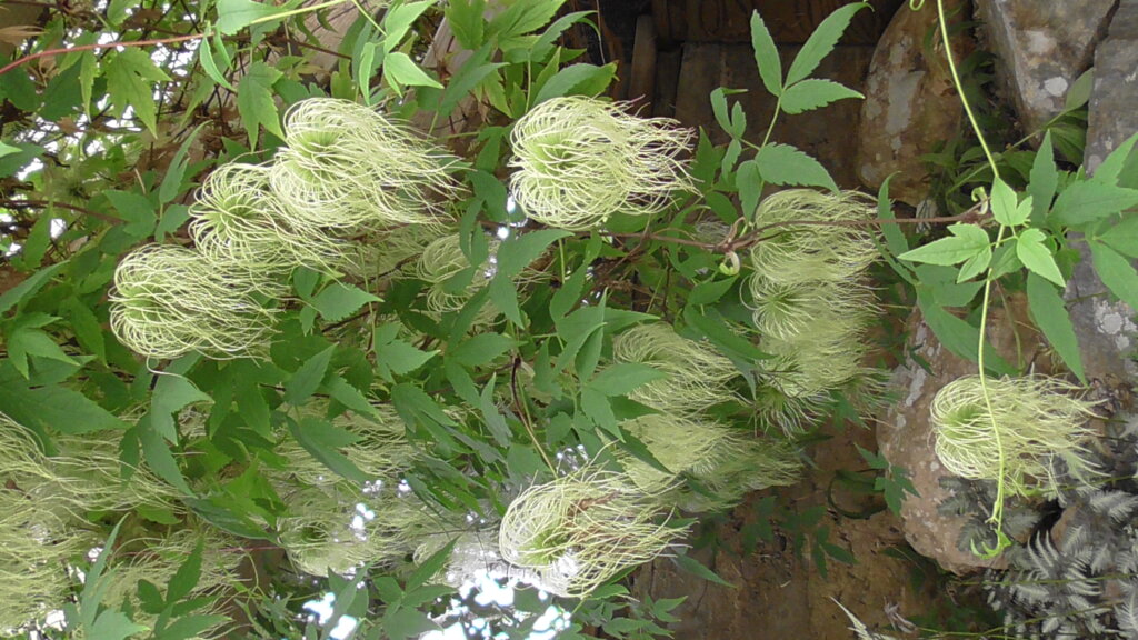 Unknown plant at MUN Botanical Garden