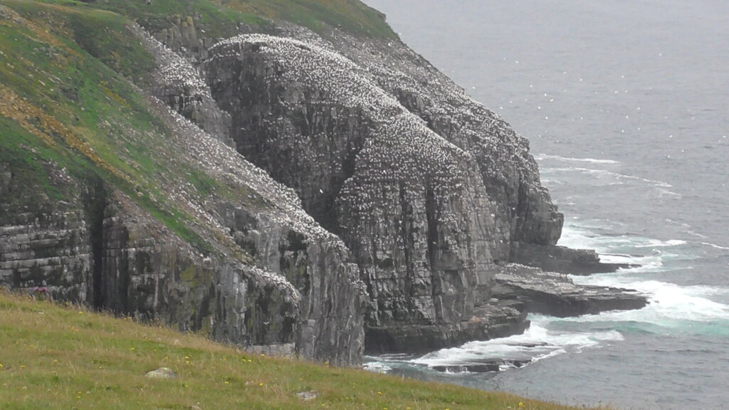 Cape St. Mary's Ecological Reserve 