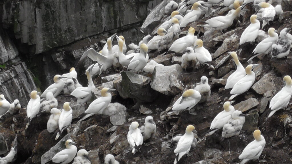 Northern Gannet, Cape St. Mary's Ecological Reserve 