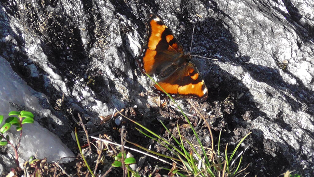 Milbert's Tortoiseshell Butterfly, Ocean View Trail, Fleur de Lys
