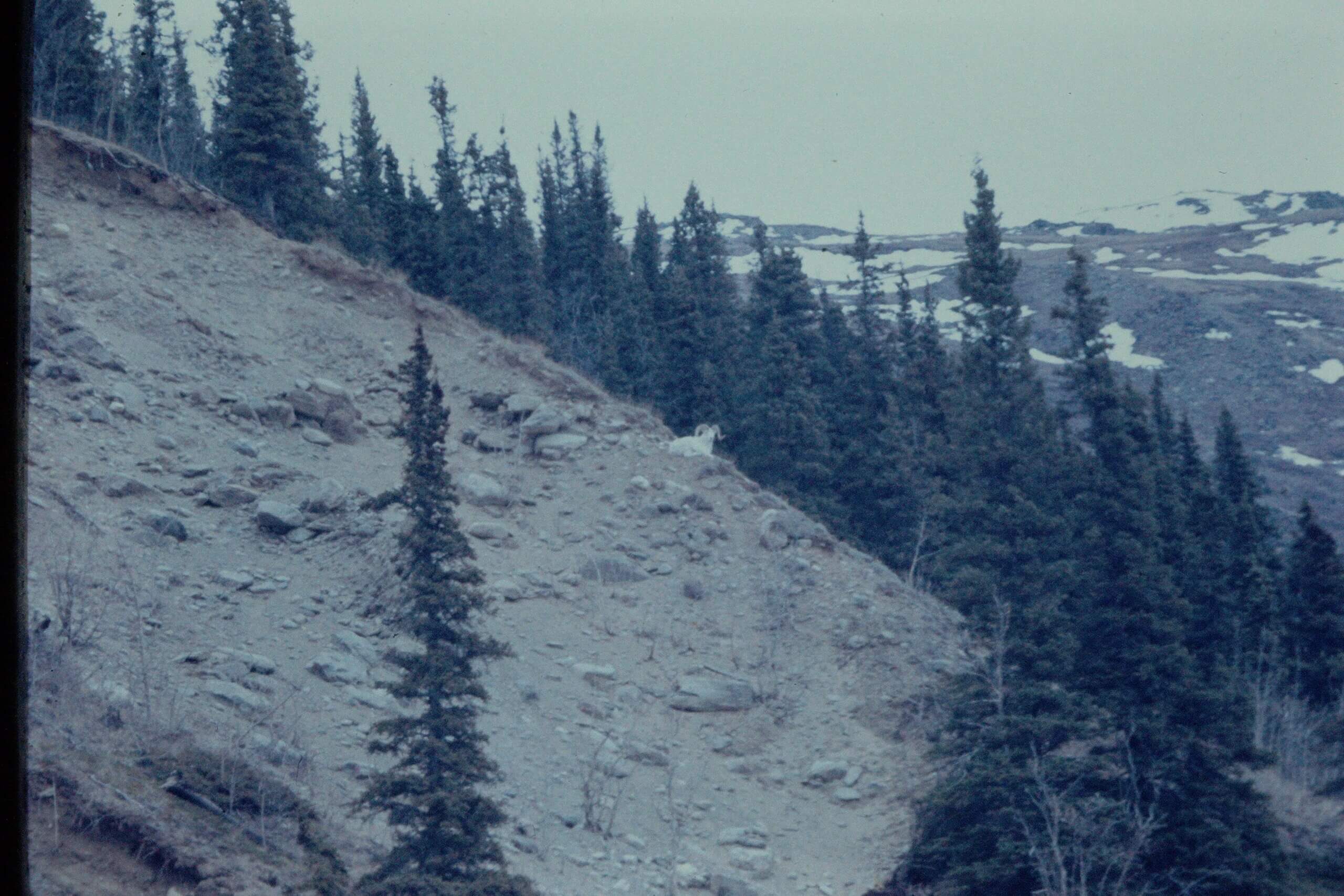 Dall Sheep in the Granite Mountains