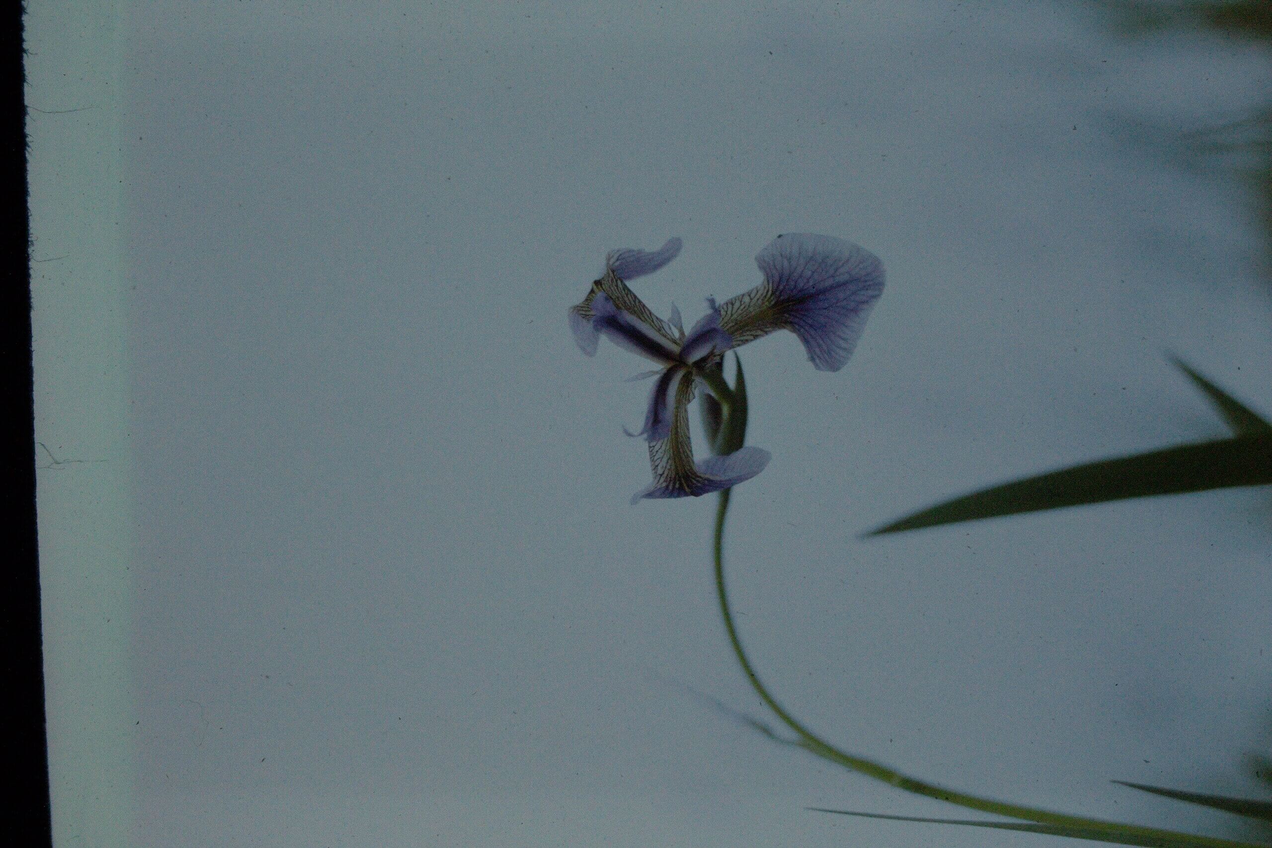 Siberian Iris at Gerstle River Test Site