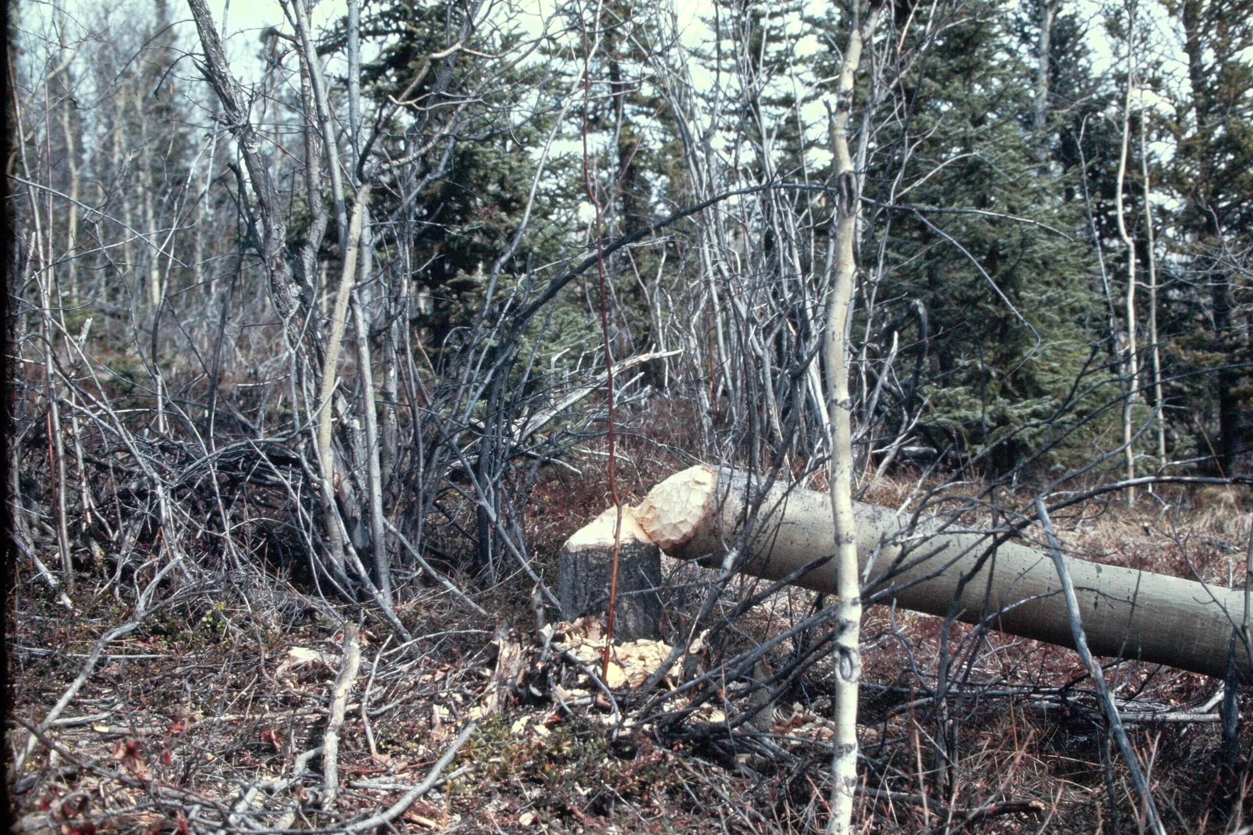 Sign of beaver activity
