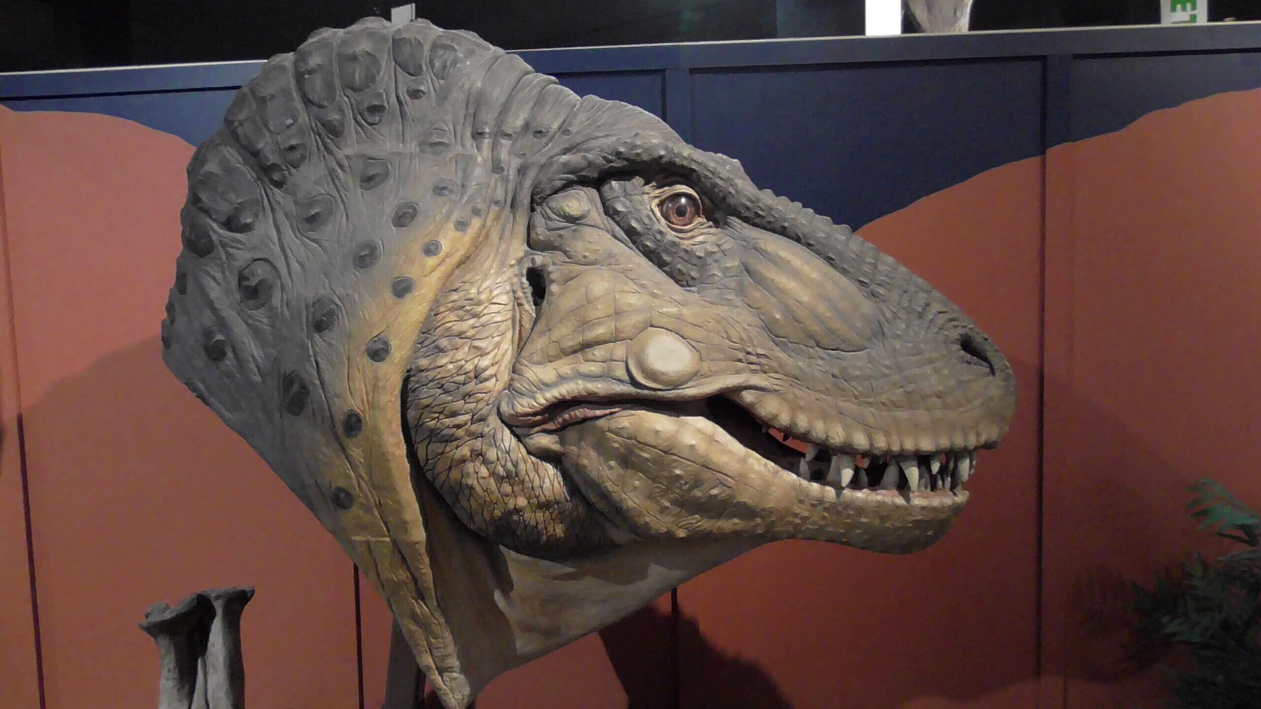 Tyrannosaurus Rex head reconstruction, Fruita Dinosaur Museum