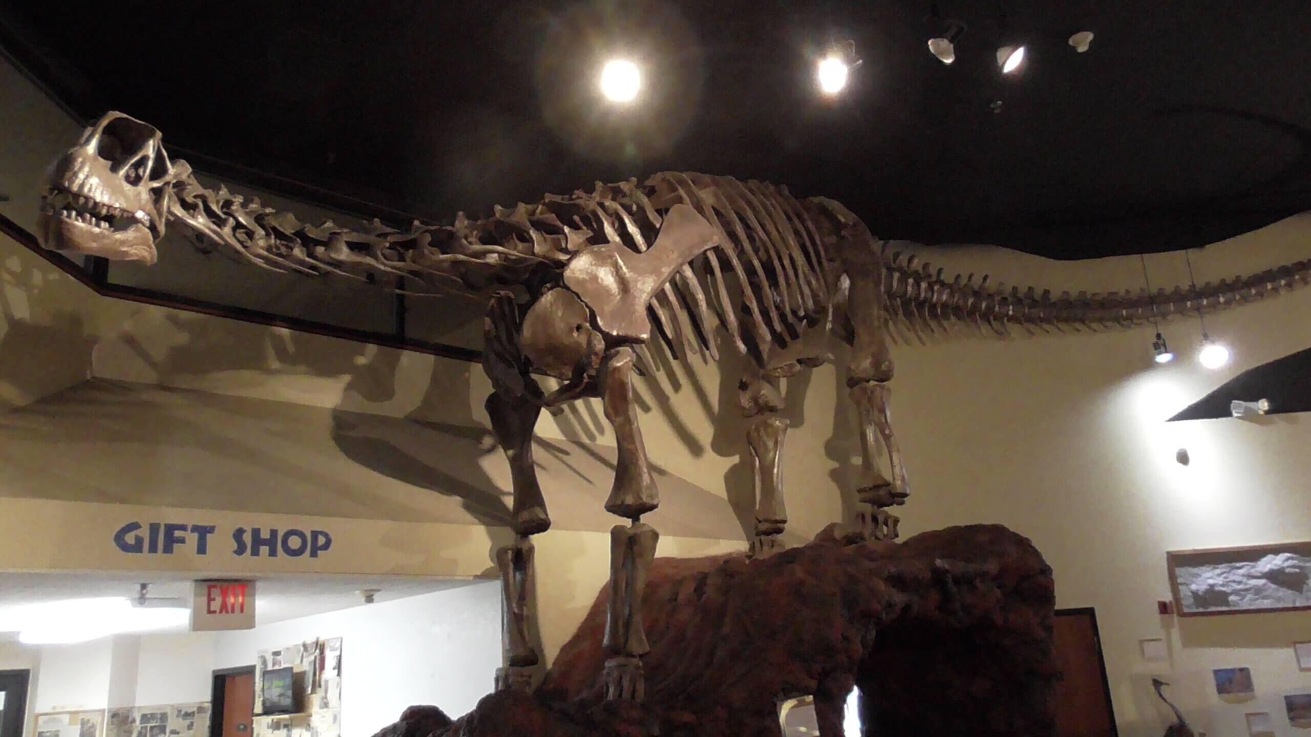 Camarasaurus, Fruita Dinosaur Museum
