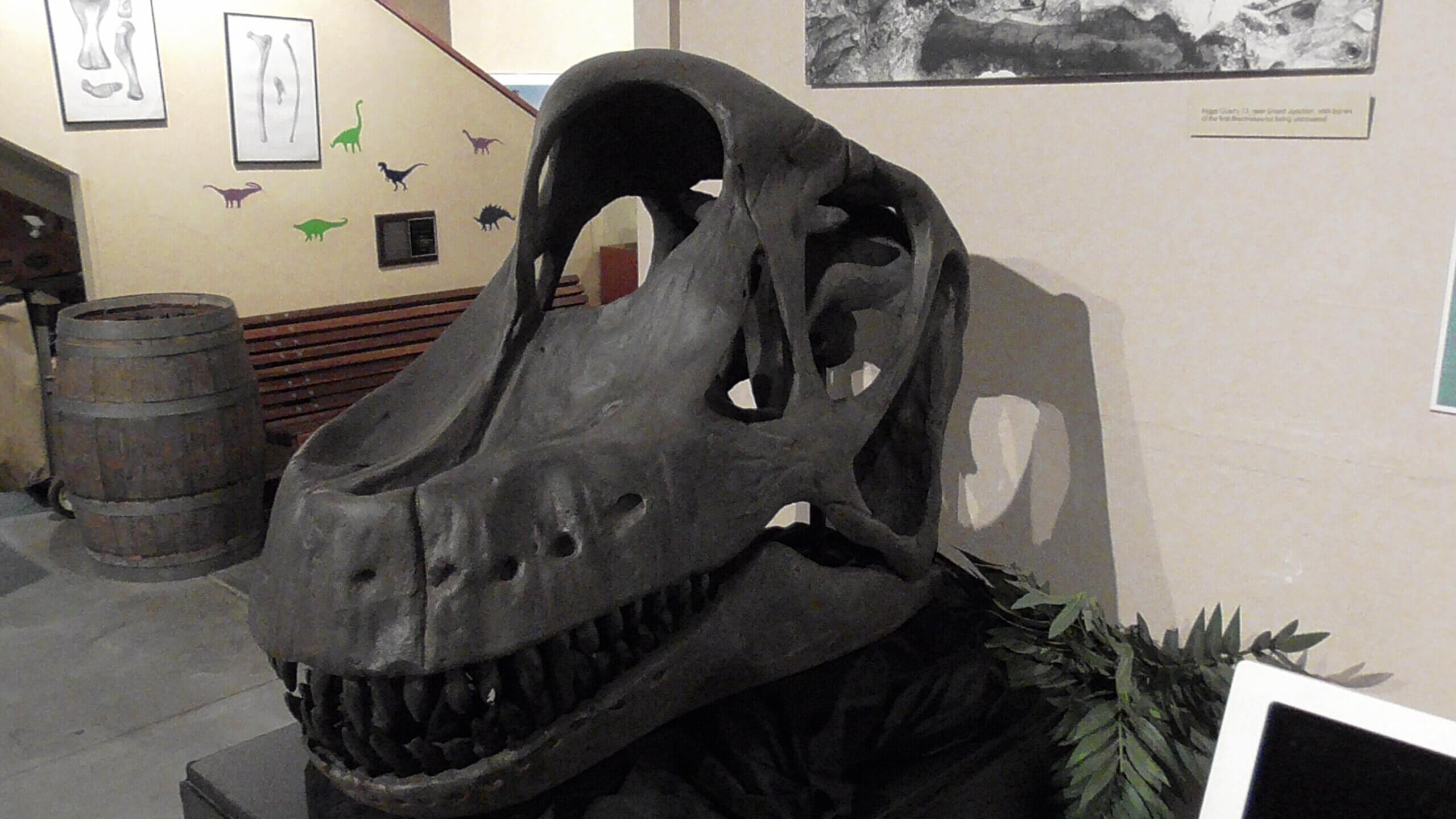 Brachiosaurus Skull, Fruita Dinosaur Museum