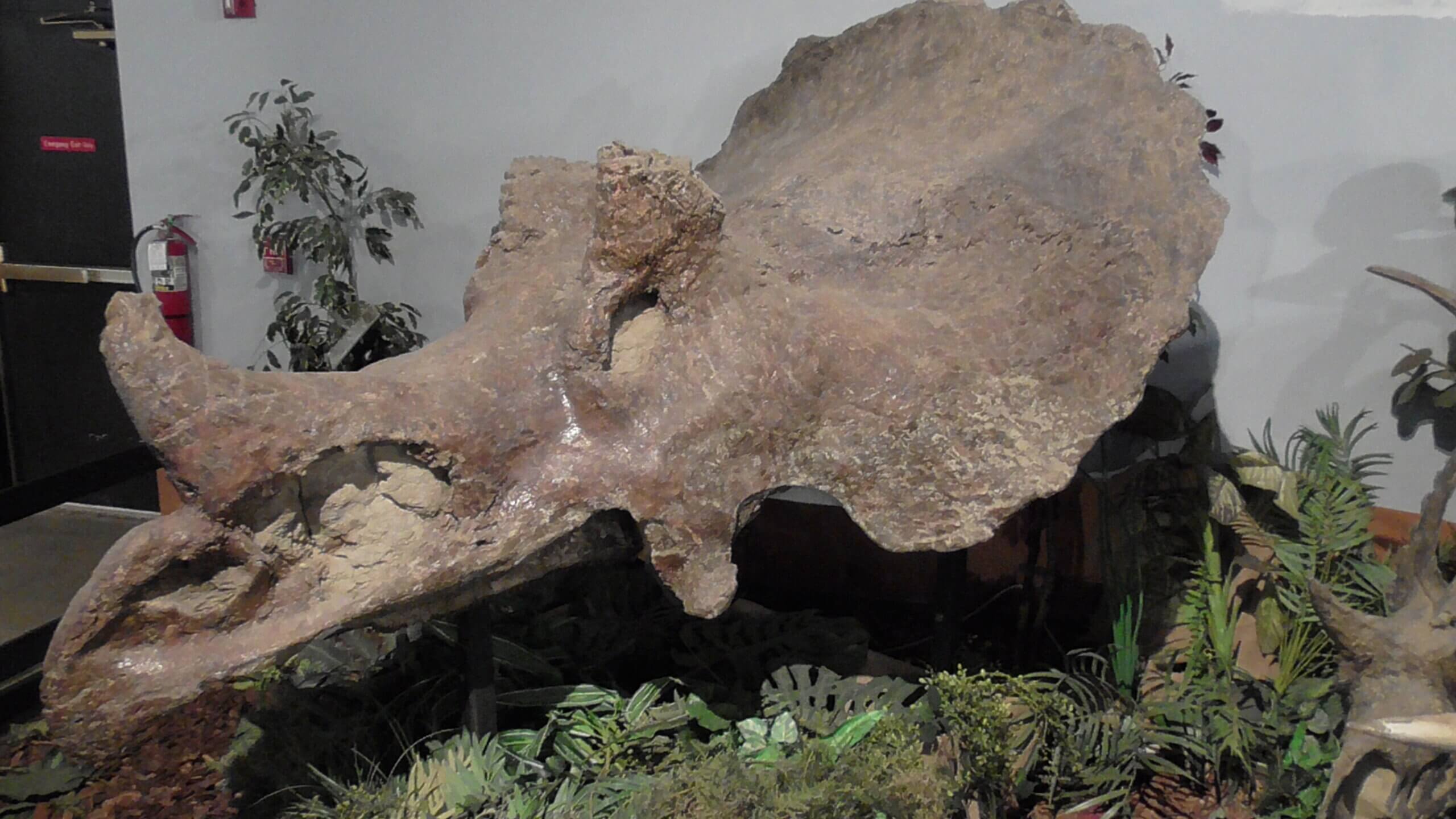 Largest known Triceratops skull, Fruita Dinosaur Museum