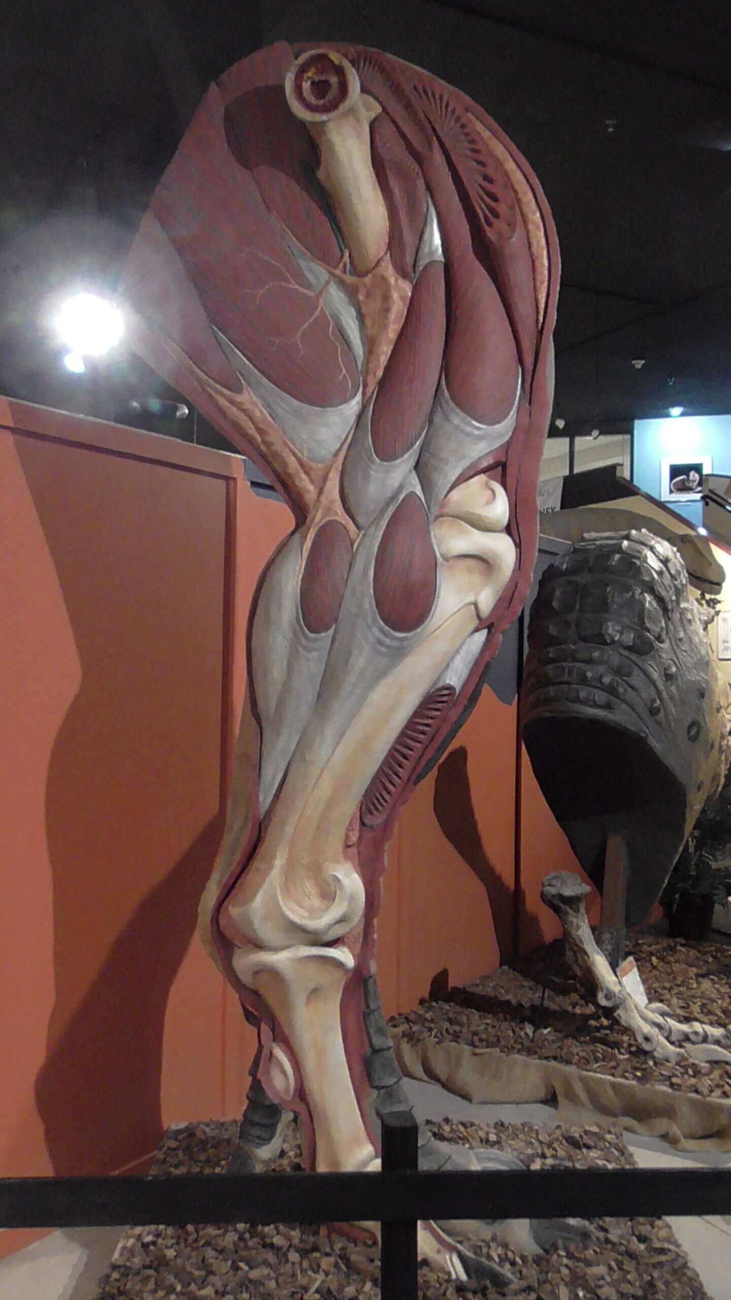 Reonstucted T. Rex leg, Fruita Dinosaur Museum