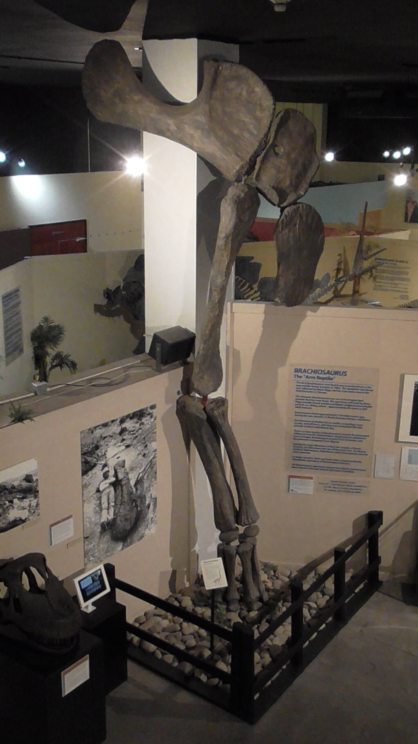 Brachiosaurus Pelvis and Leg, Fruita Dinosaur Museum