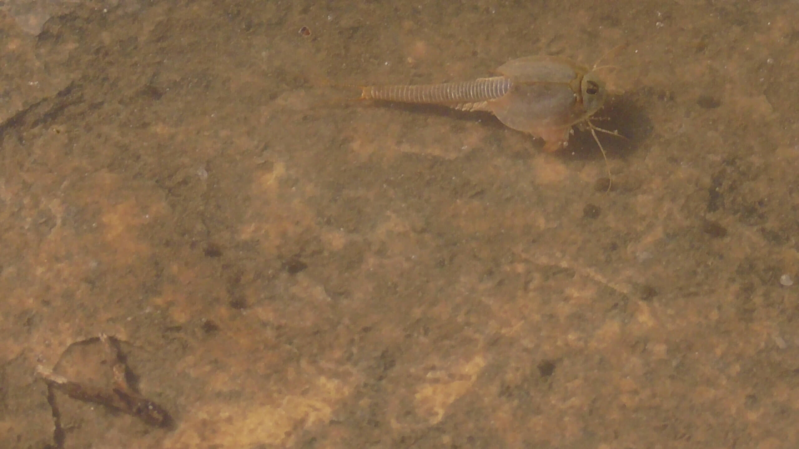 Tadpole shrimp at Pothole Point