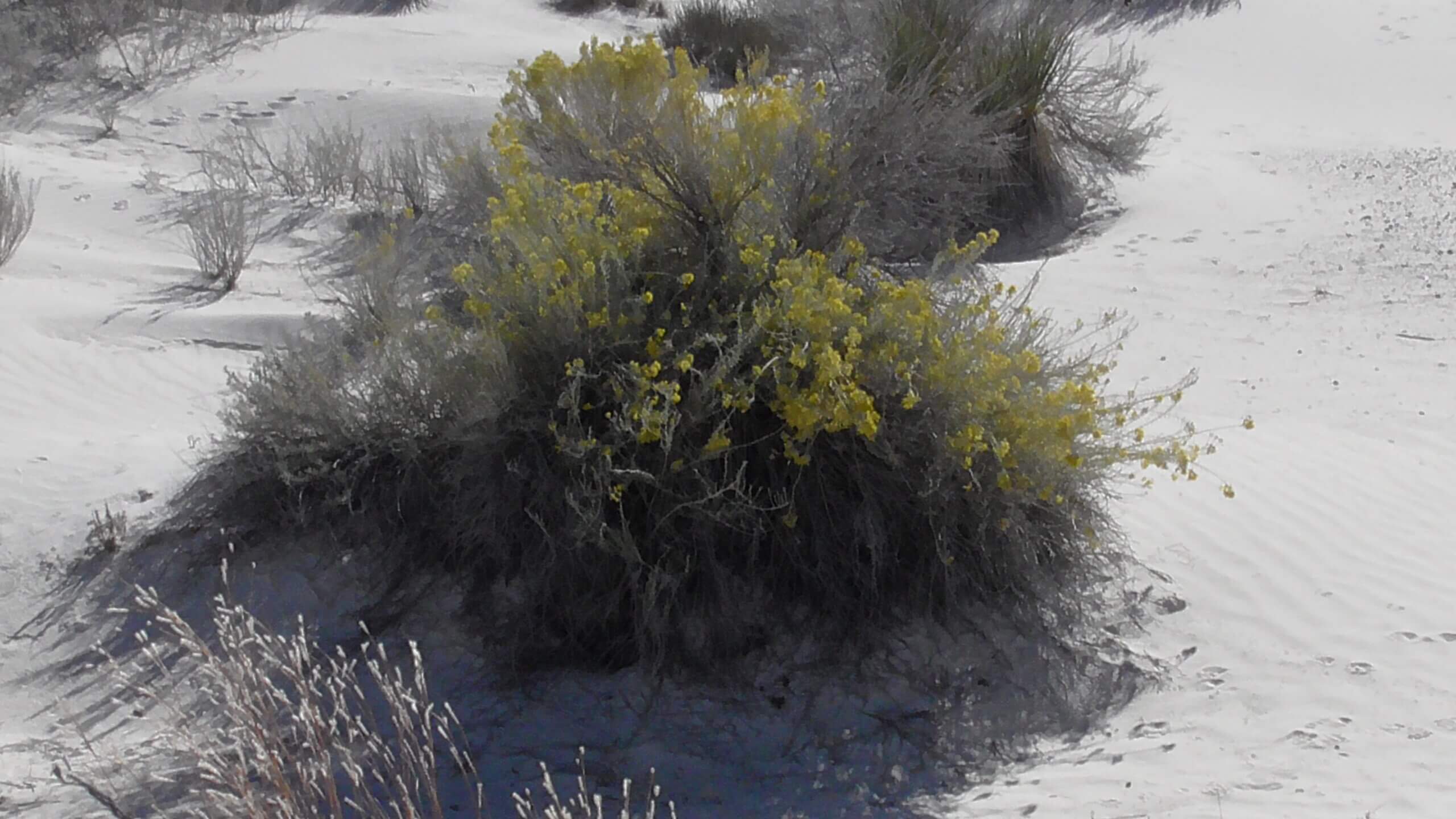 Rubber Rabbitbrush, White Sands National Park