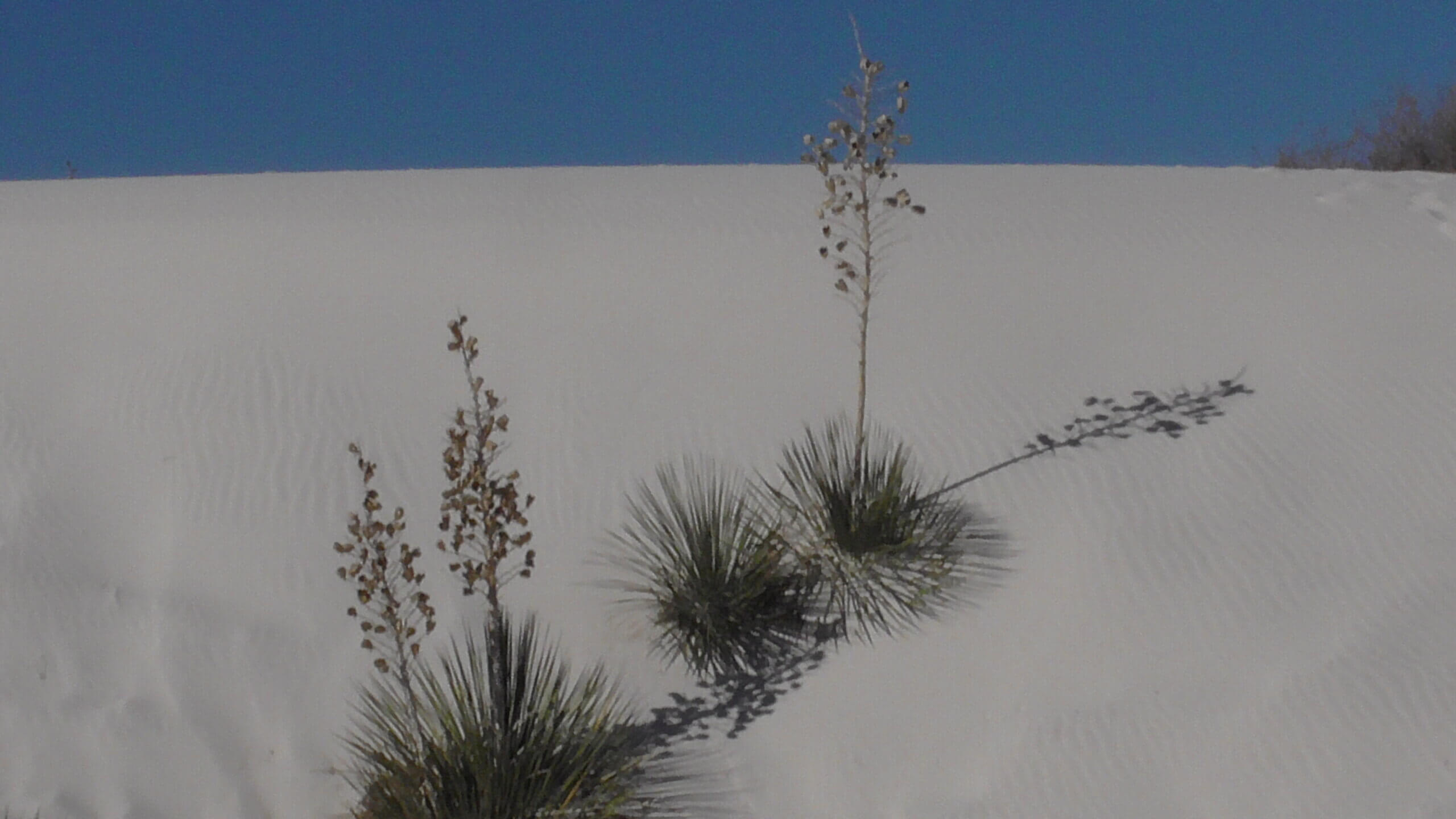 Soaptree Yucca, White Sands National Park