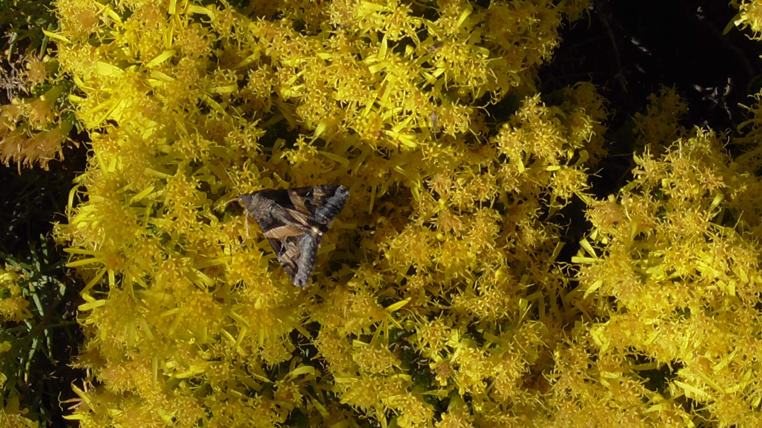Moth on Turpentine Bush, White Sands National Park