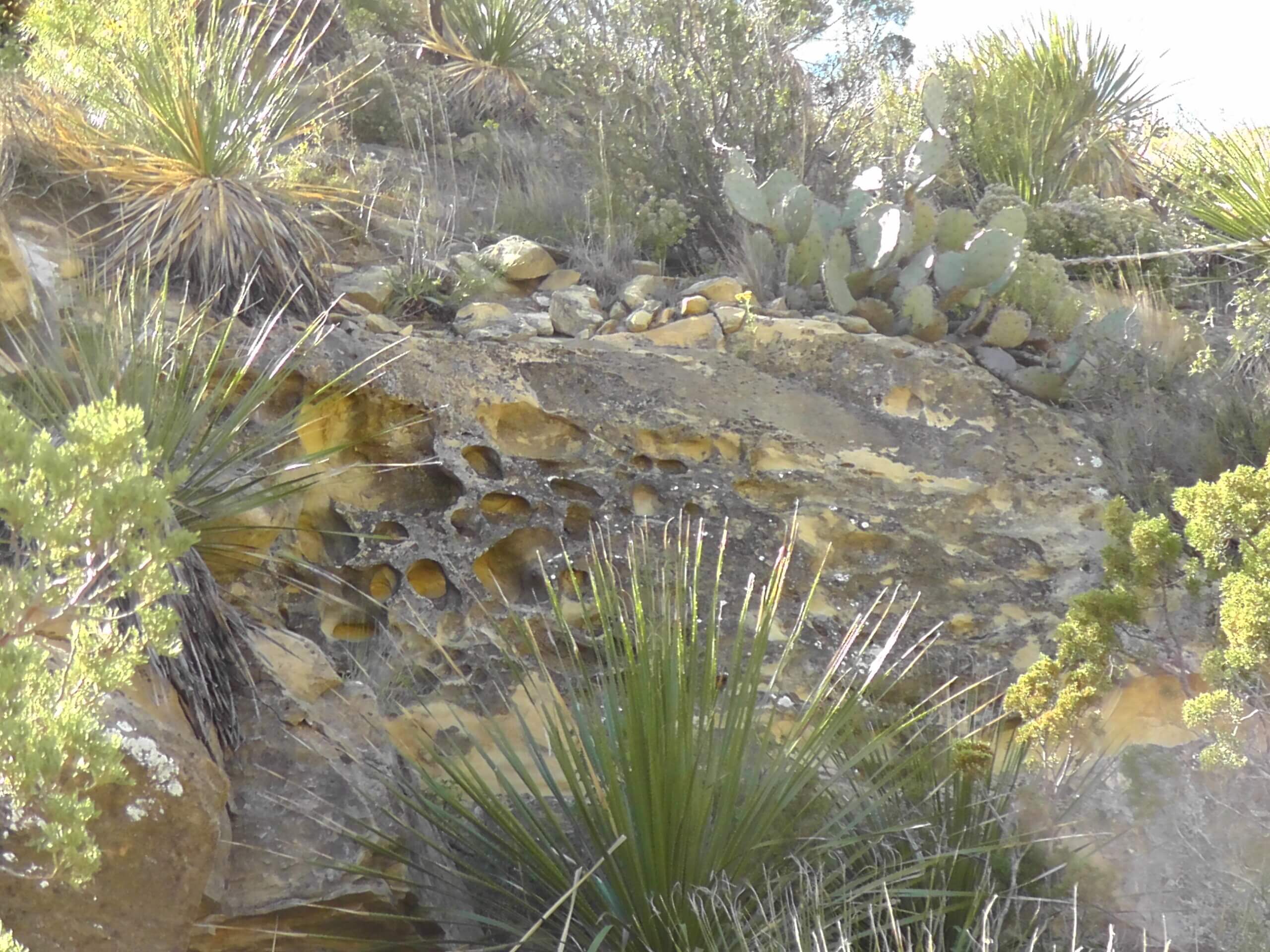 Prickly Pear Cactus on cliff, Guadalupe Mountains National Park