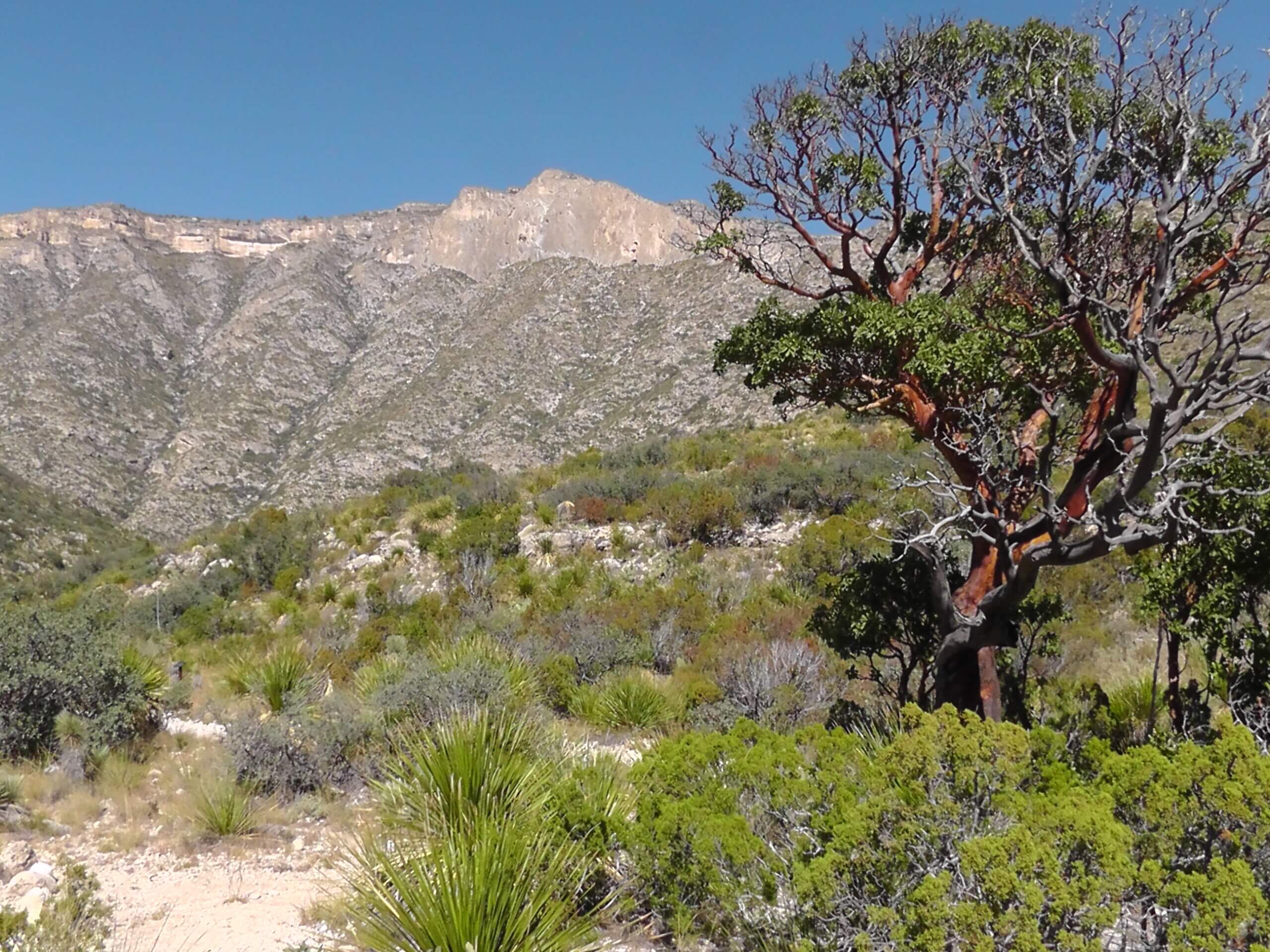 Young Madrone tree, Guadalupe Mountains National Park