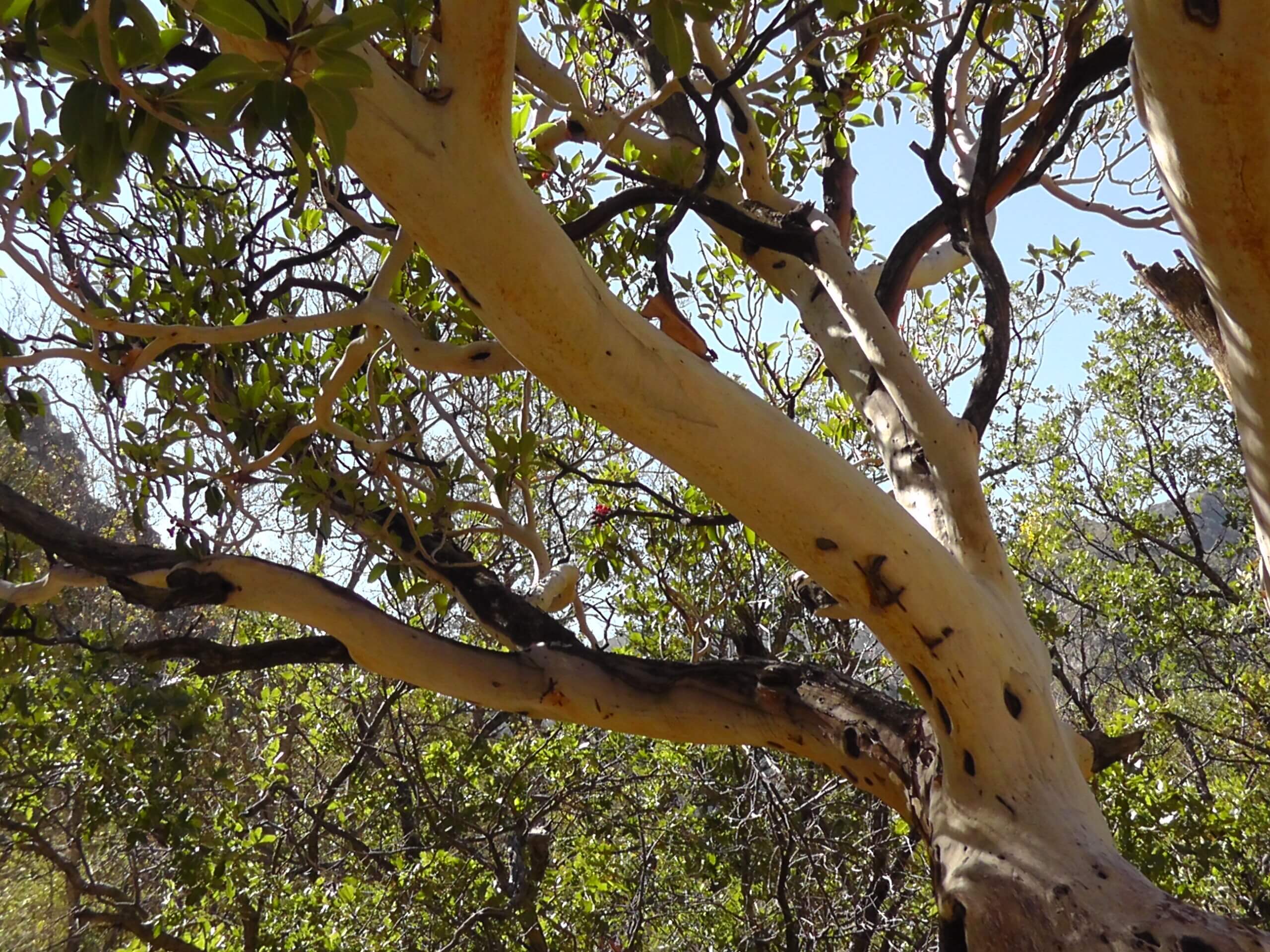 Mature Madrone Tree, Guadalupe Mountains National Park