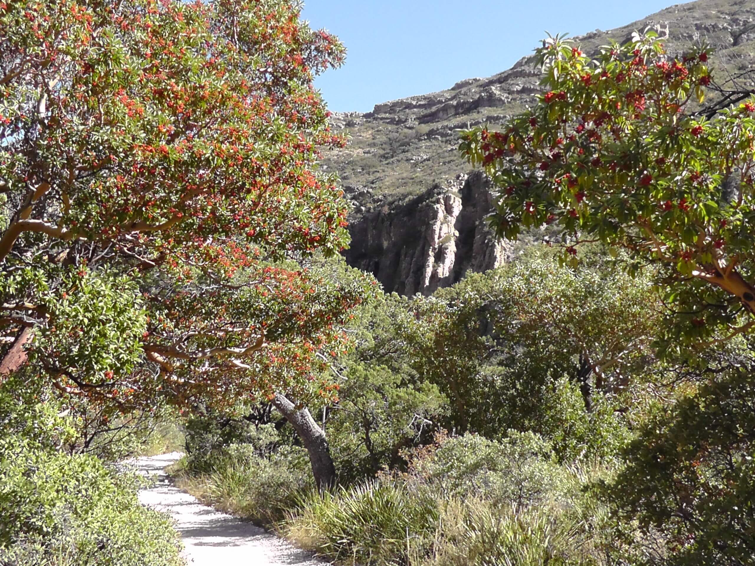 Madrone with berries, Guadalupe Mountains National Park
