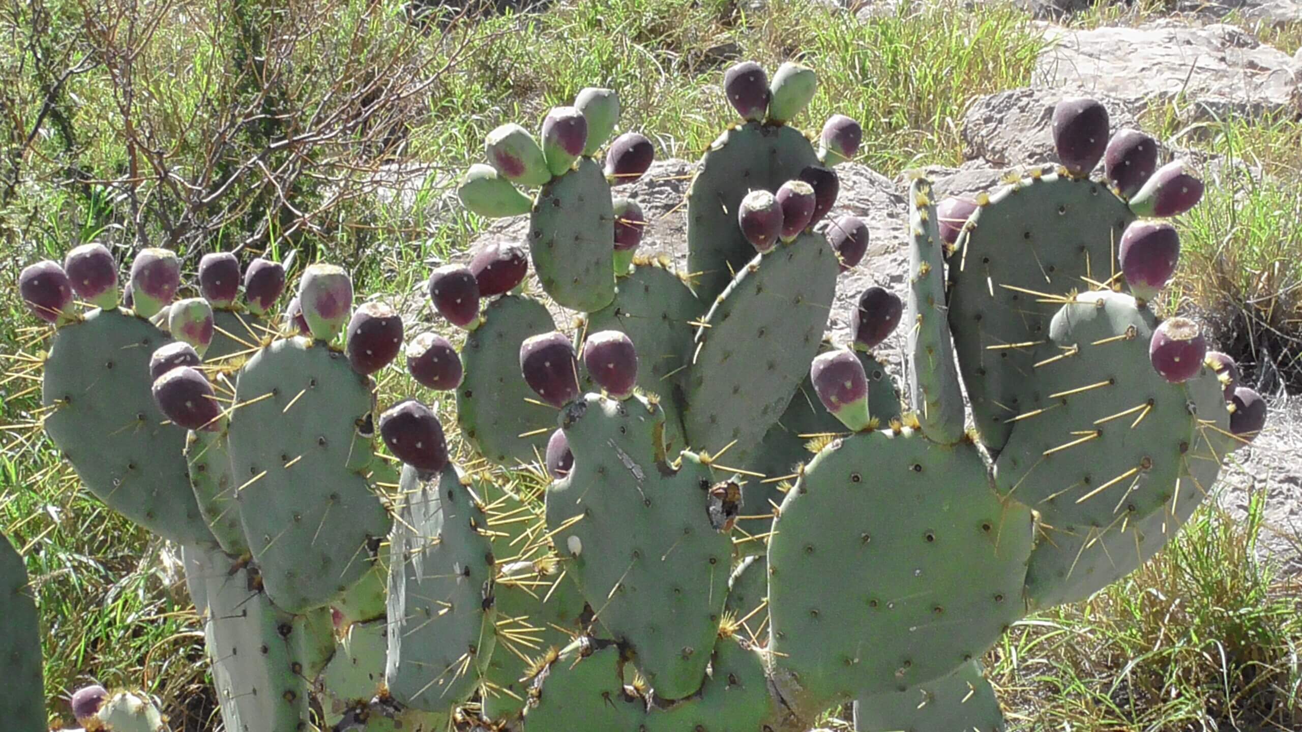 Englmann's Prickly Pear with fruit
