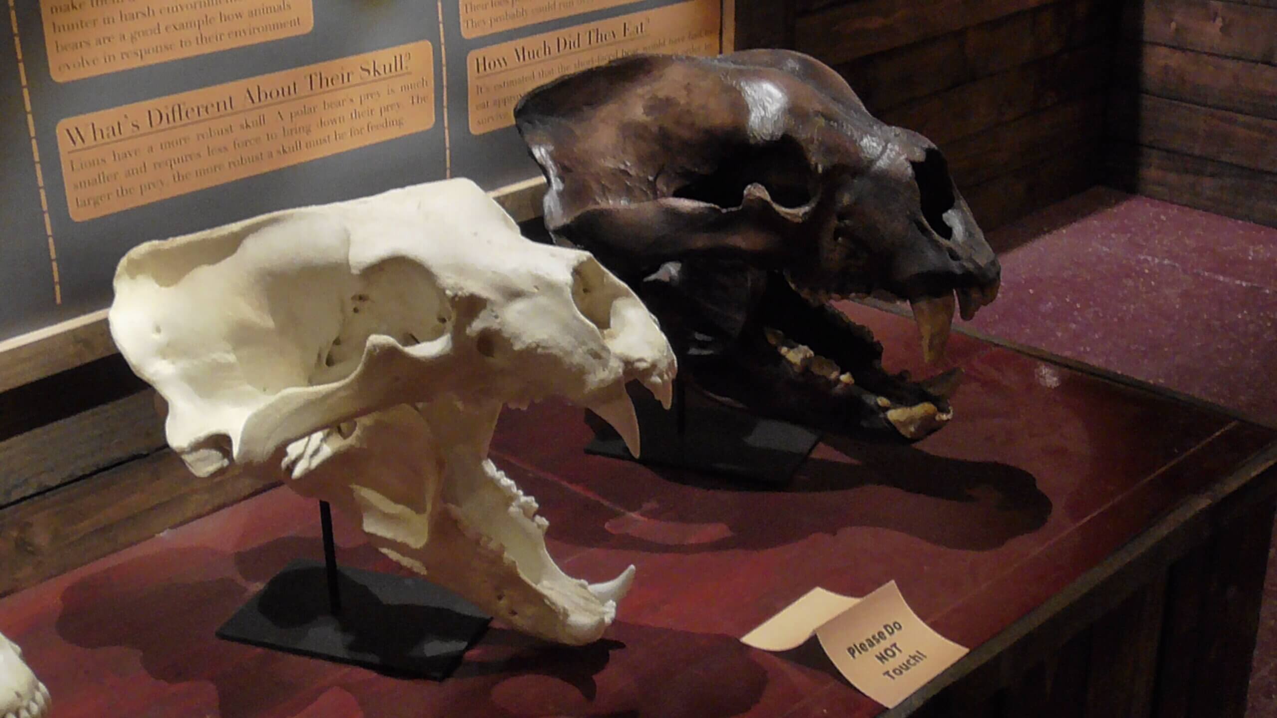 Polar Bear (left) and Short Faced Bear Skulls