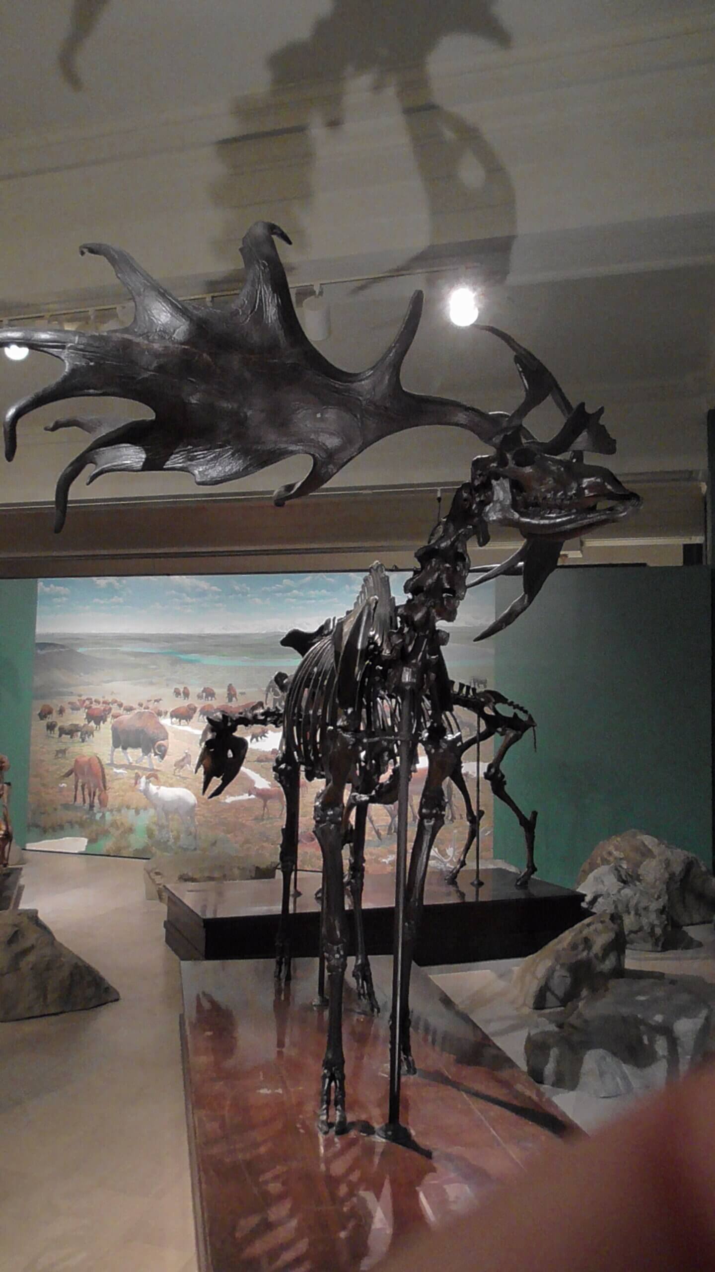 Irish Elk - Antlers could reach 12 feet from tip to tip