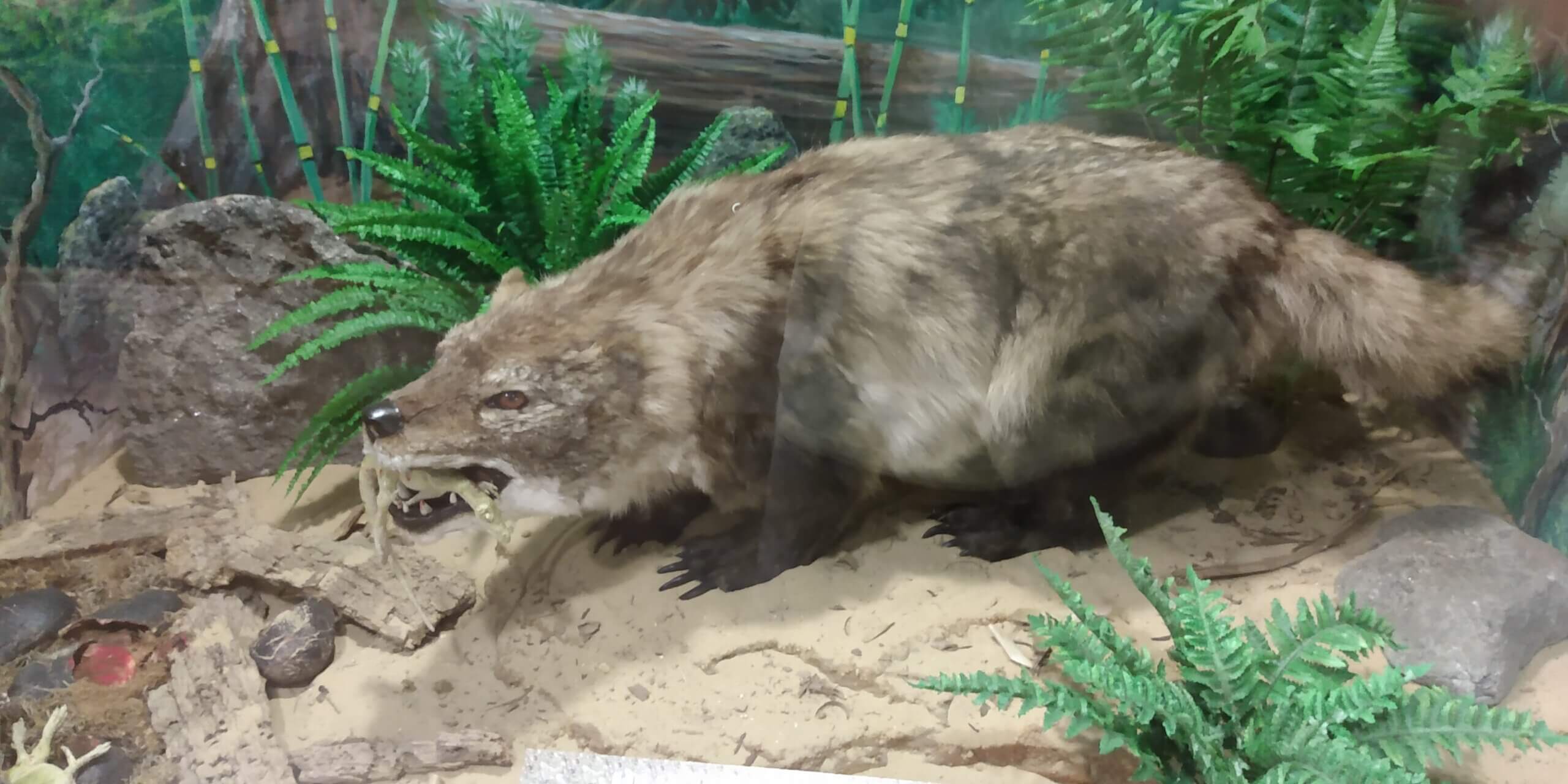 Repenomamus - Largest mammal known during dinosaur era