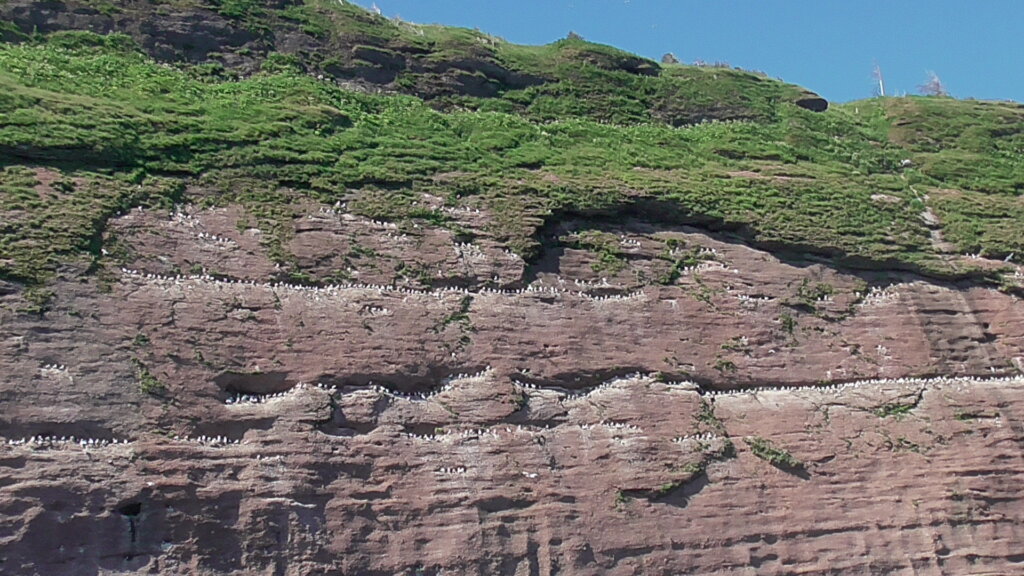 Bonaventure Island Bird Colonies