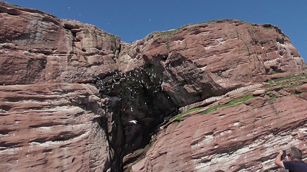 Bonaventure Island Bird Colonies