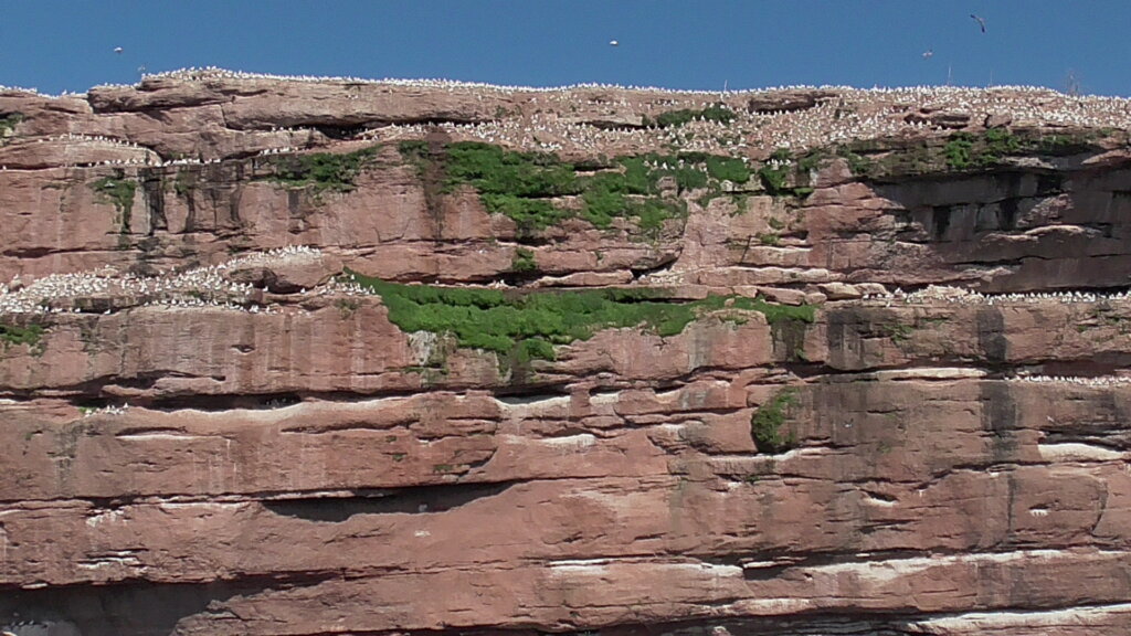 Bonaventure Island Bird Colonies