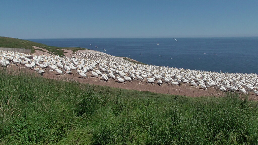 Northern Gannet Nesting Colony