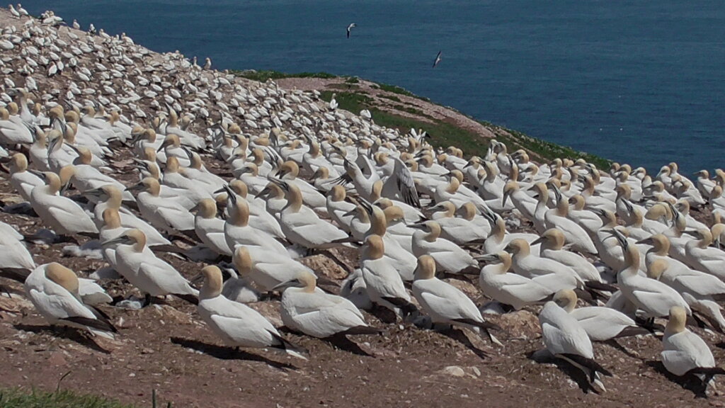 Northern Gannet Nesting Colony